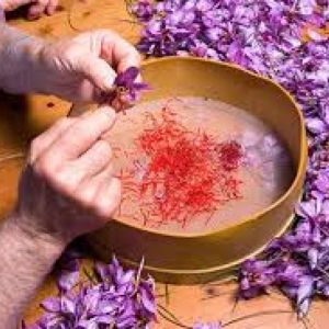 زعفران در چه آب و هوایی کشت میشود؟