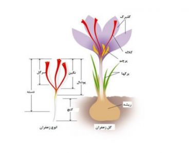 بهترین روش خشک کردن و پاک کردن زعفران