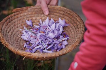 کود دهی زعفران در شرایط آبی و دیم