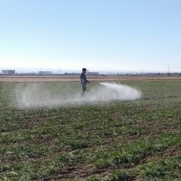 محلول پاشی زعفران: بهترین کود برای محلول پاشی زعفران