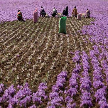 زمان دقیق آبیاری زعفران و روش درست ابیاری